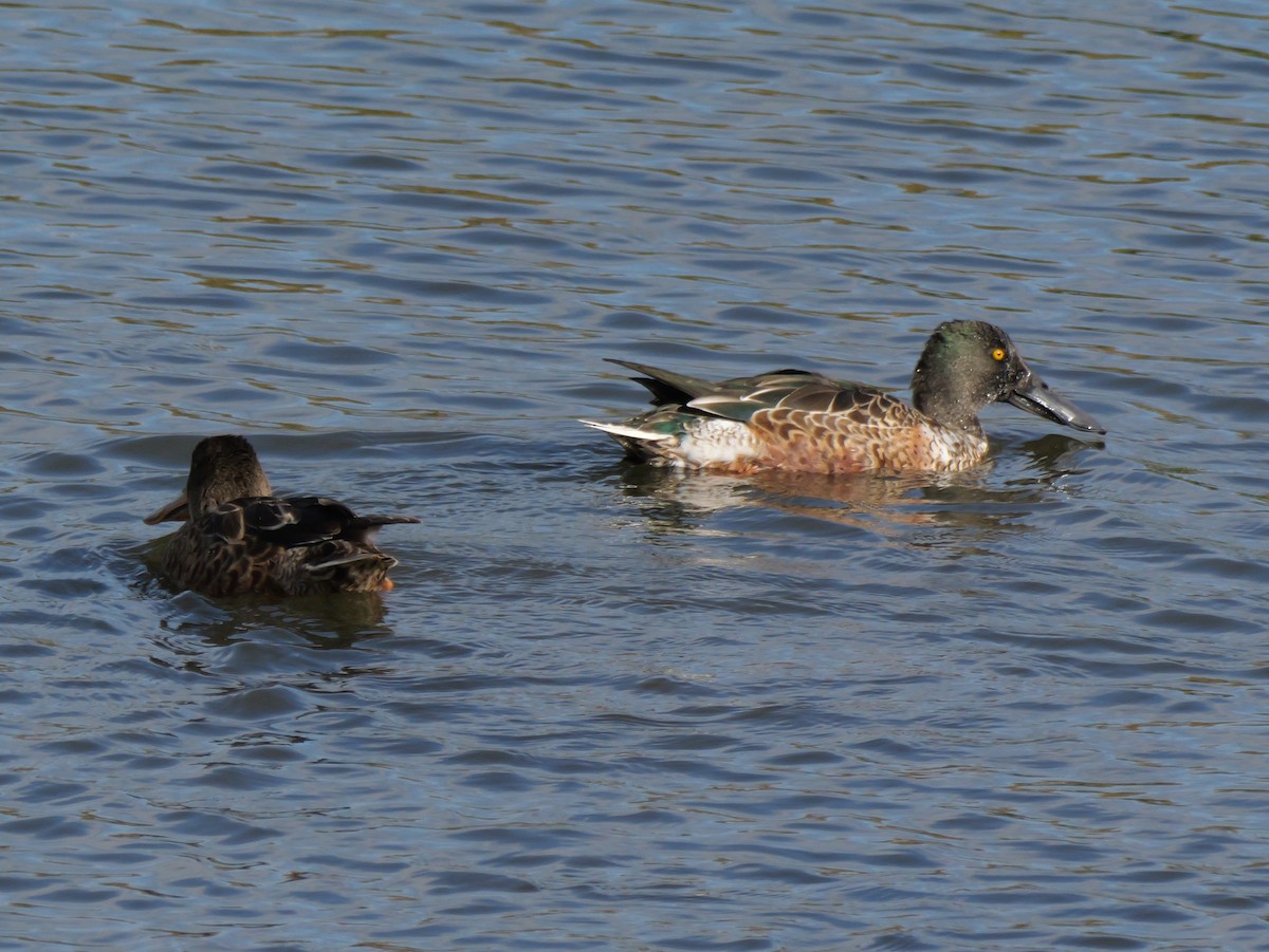 eBird Checklist - 29 Oct 2023 - 大田区--東京港野鳥公園・潮入の池 (Ota Ward--Tokyo Port ...