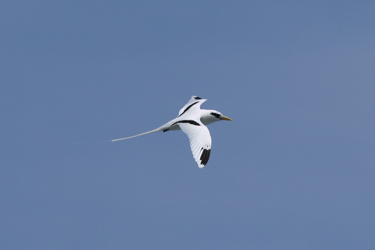 White-tailed Tropicbird - ML610549843