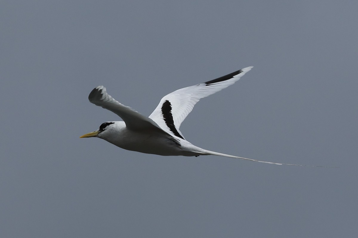White-tailed Tropicbird - ML610549849