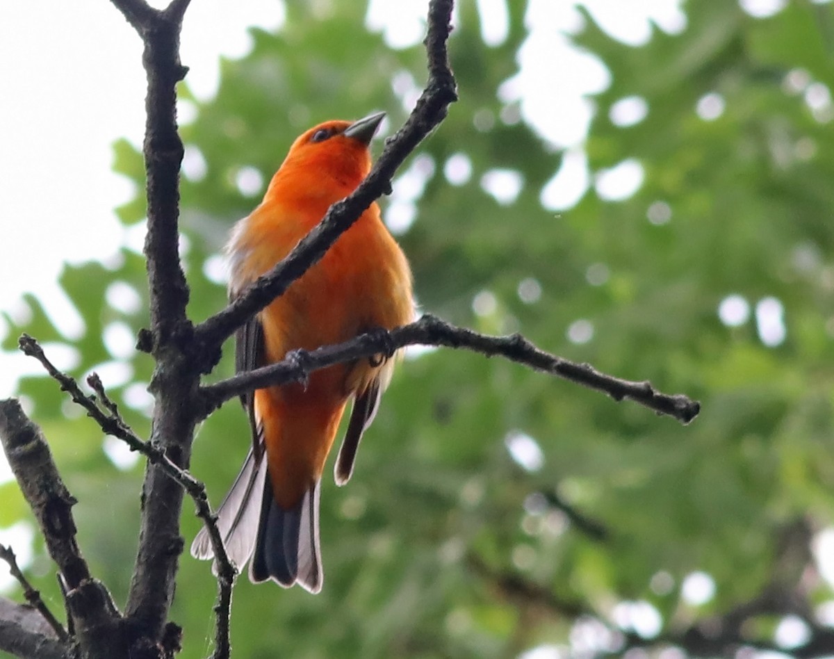 Scarlet Tanager - Kevin Smith