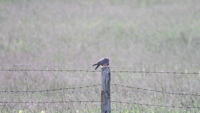 Red-footed Falcon - ML610550013