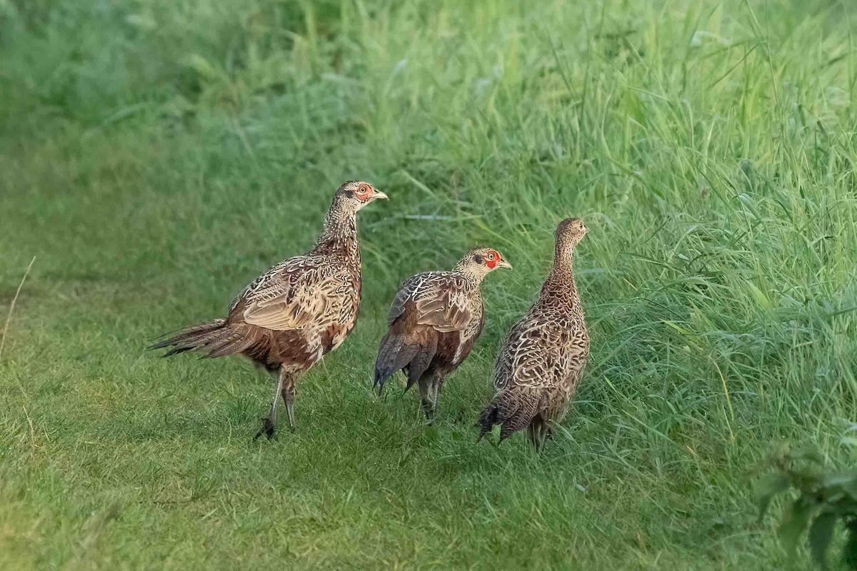 Ring-necked Pheasant - Holger Schneider
