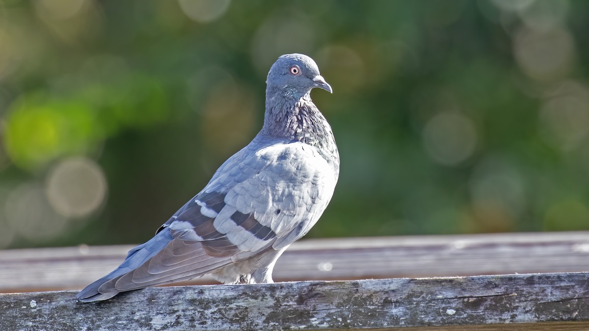 Rock Pigeon (Feral Pigeon) - ML610550507