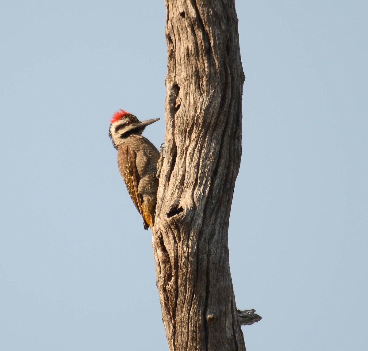 Bearded Woodpecker - ML610550592