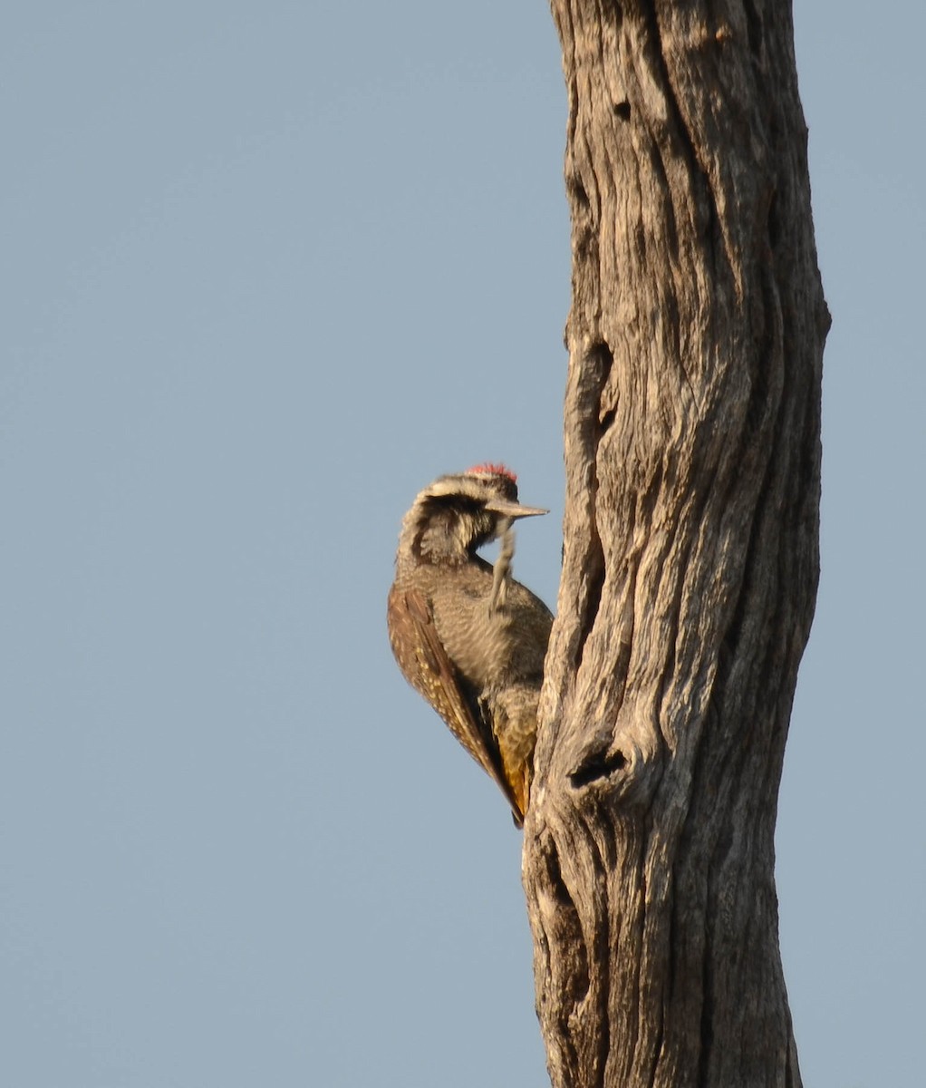 Bearded Woodpecker - ML610550593