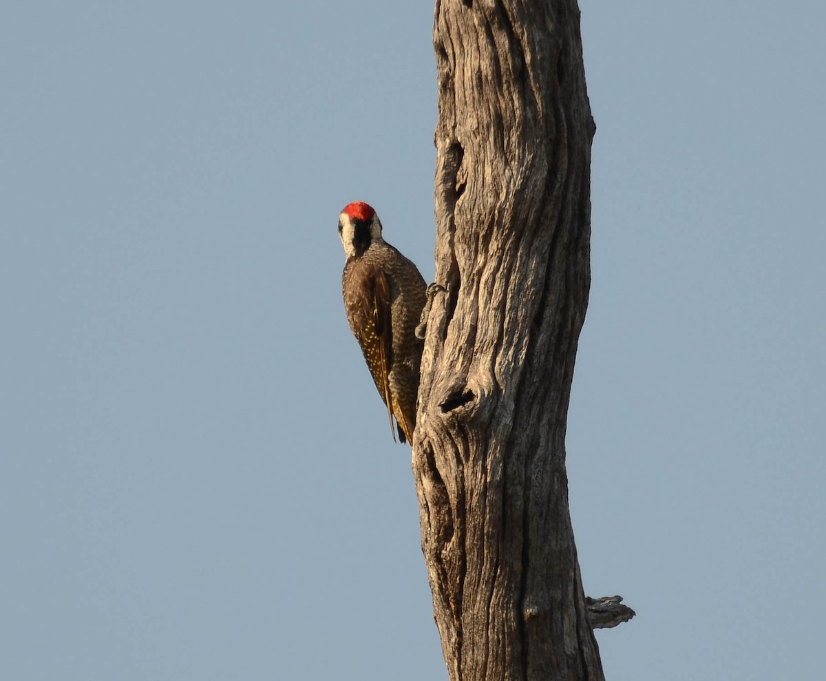 Bearded Woodpecker - ML610550594