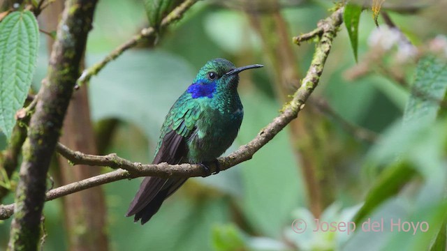 kolibřík modrouchý (ssp. cyanotus/crissalis) - ML610550854