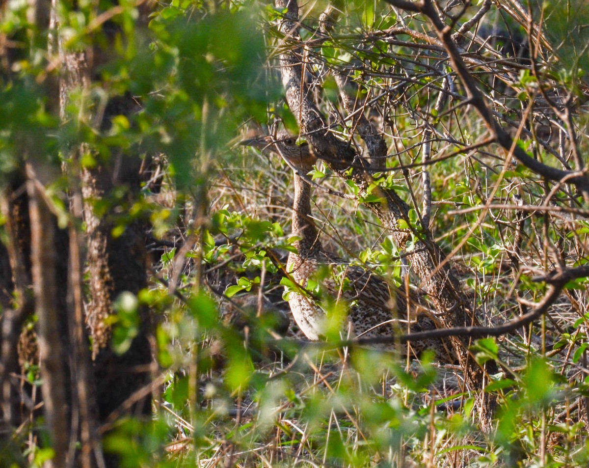 Red-crested Bustard - ML610550864