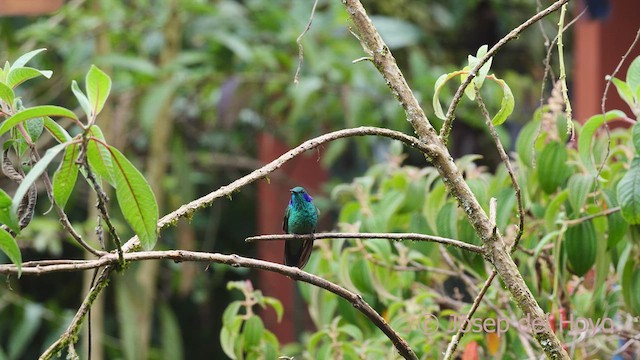 kolibřík modrouchý (ssp. cyanotus/crissalis) - ML610550951