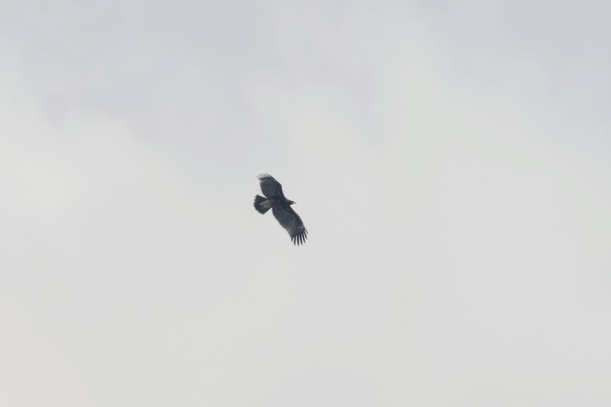 Greater Spotted Eagle - ML610551021