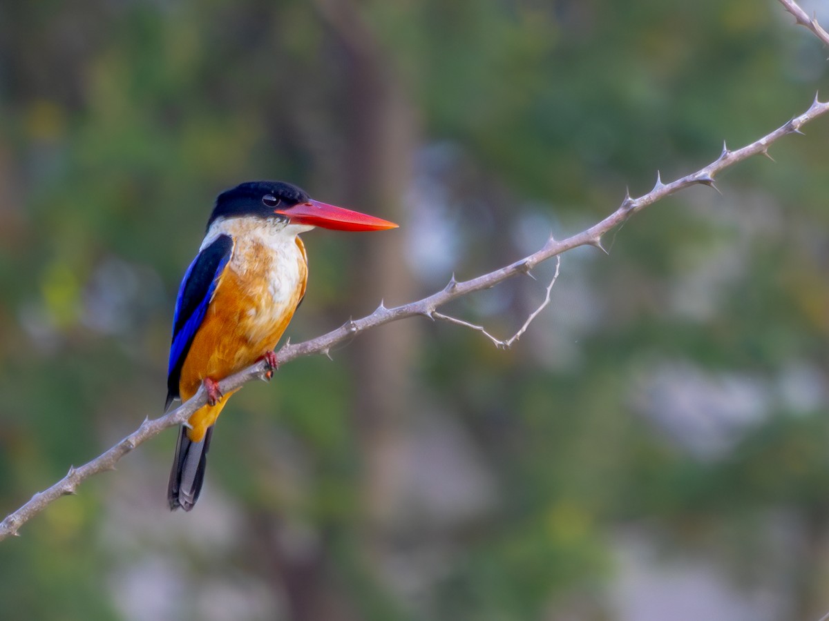 Black-capped Kingfisher - Vikram S