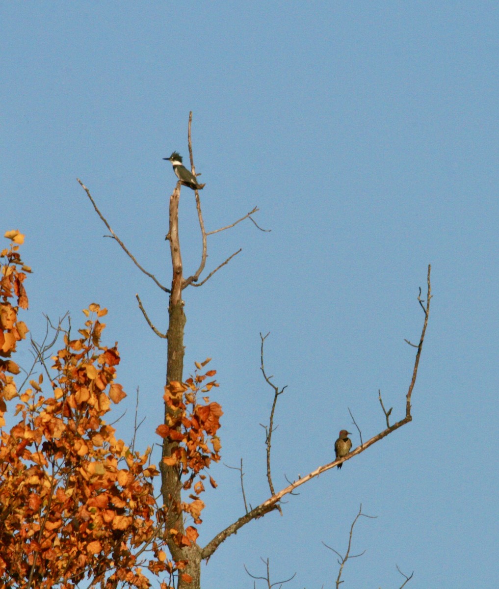 Belted Kingfisher - ML610551728