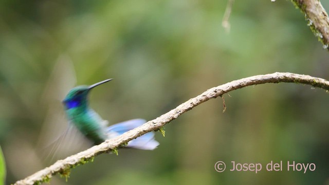 kolibřík modrouchý (ssp. cyanotus/crissalis) - ML610551739