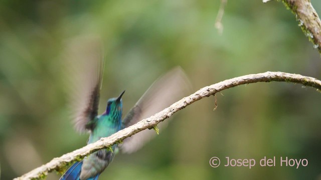 kolibřík modrouchý (ssp. cyanotus/crissalis) - ML610551862