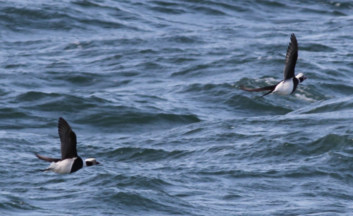 Long-tailed Duck - ML610551988