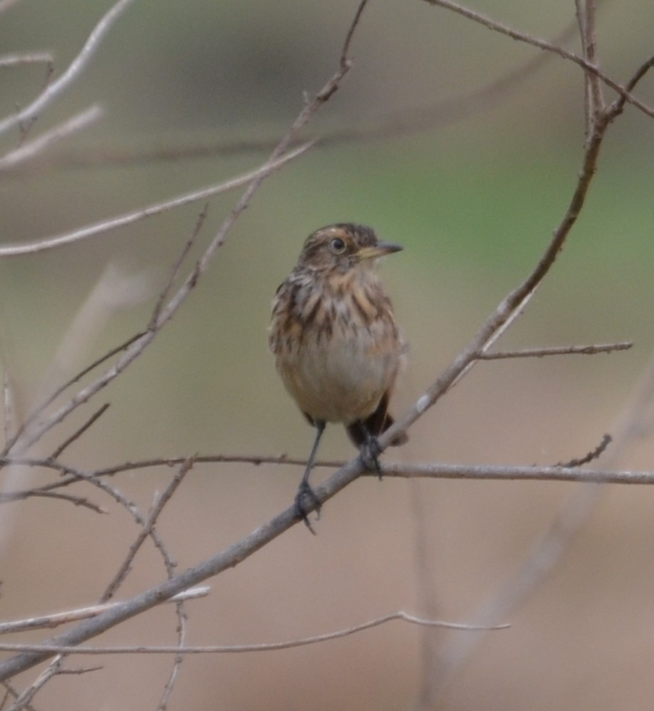 Ochre-breasted Pipit - ML610552058