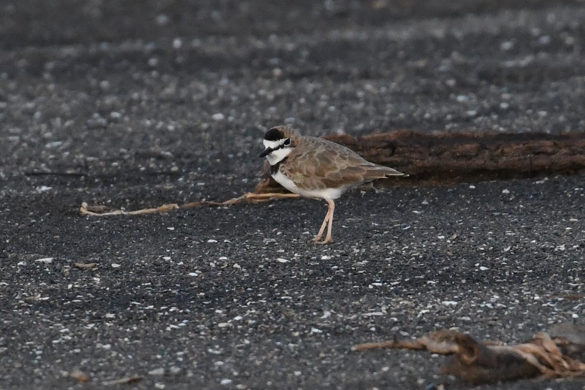 Collared Plover - ML610552884