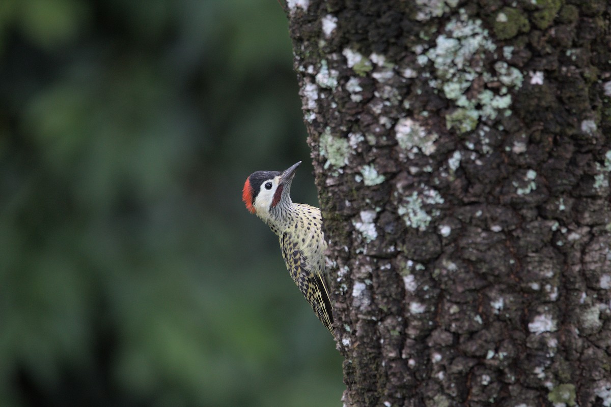 Green-barred Woodpecker - ML610552943