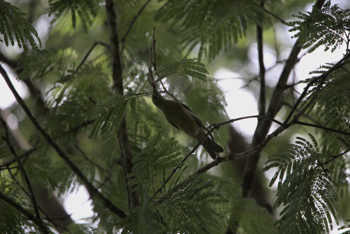 Palm Tanager - ML610552955