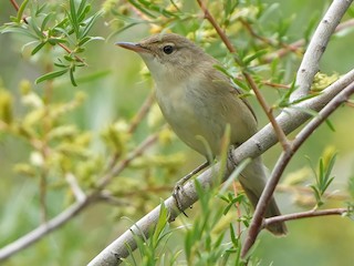 オオハシヨシキリ - eBird