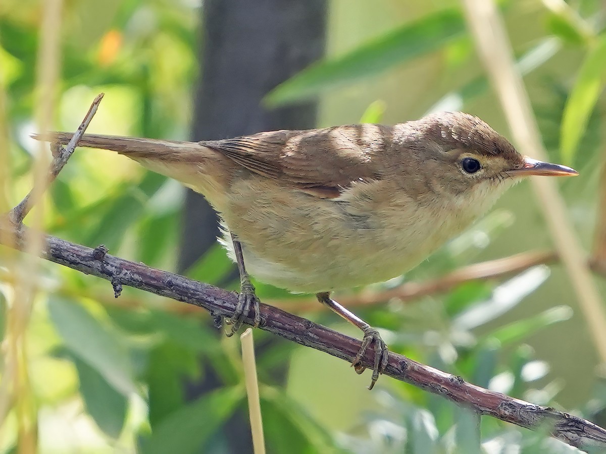 Large-billed Reed Warbler - Acrocephalus orinus - Birds of the World