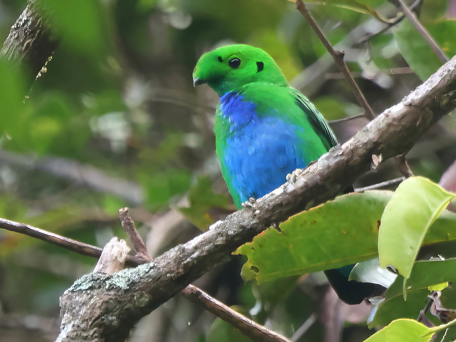 Hose's Broadbill eBird