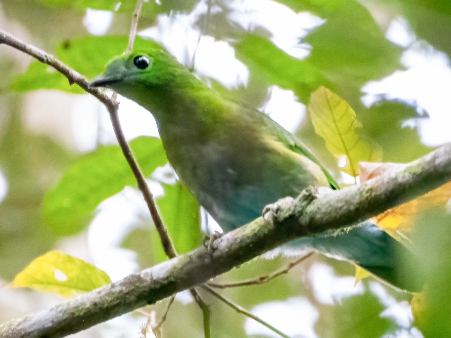 Hose's Broadbill eBird