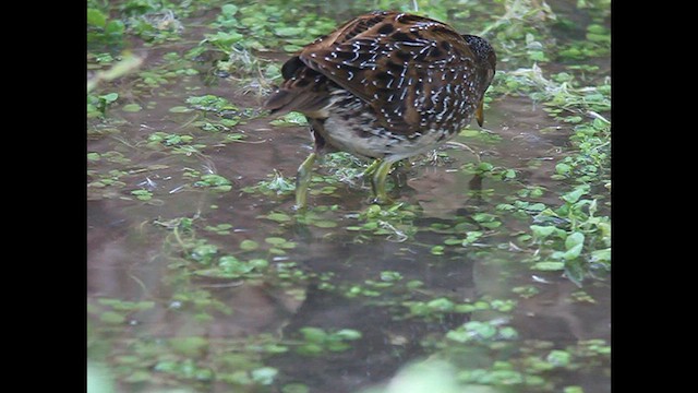 Spotted Crake - ML610553426