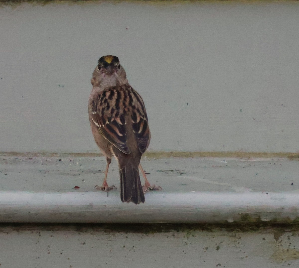 Golden-crowned Sparrow - ML610553707