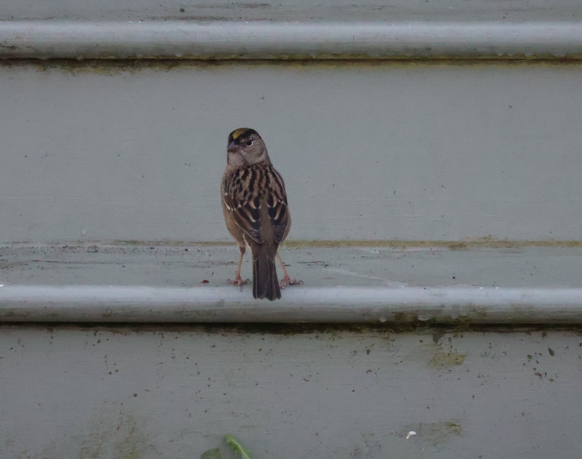 Golden-crowned Sparrow - ML610553709