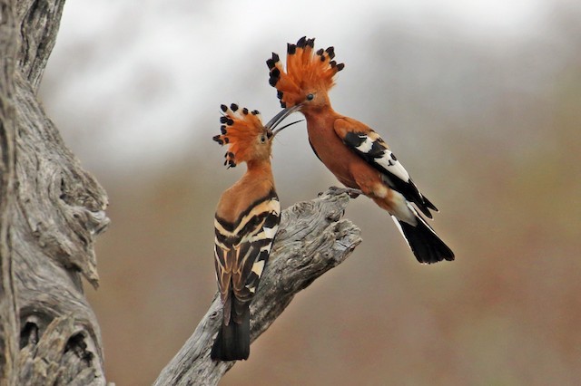 Pair (subspecies&nbsp;<em class="SciName notranslate">africana</em>) on Breeding Grounds. - Eurasian Hoopoe (African) - 