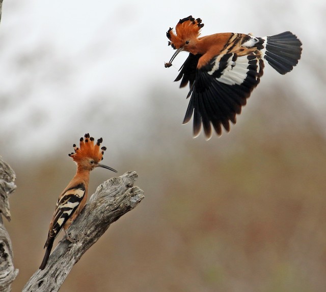 Adult (subspecies&nbsp;<em class="SciName notranslate">africana</em>): Flight. - Eurasian Hoopoe (African) - 