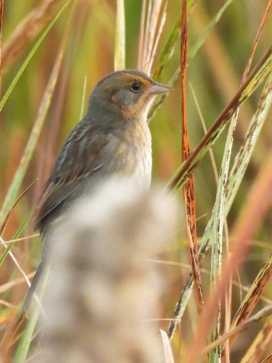 Nelson's Sparrow (Atlantic Coast) - Jenny Marichal