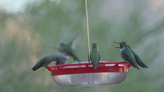 Broad-tailed Hummingbird - ML610554369