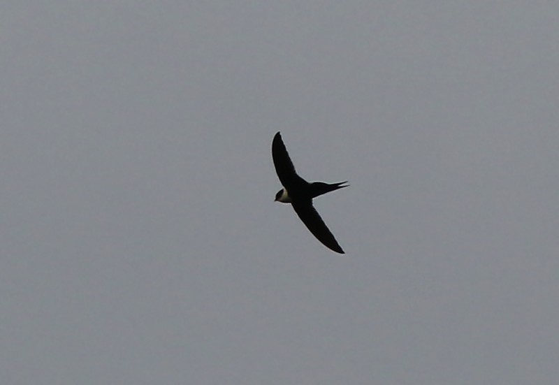Lesser Swallow-tailed Swift - ML61055441