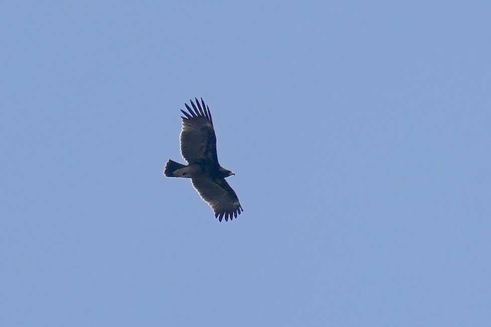 Greater Spotted Eagle - ML610555047