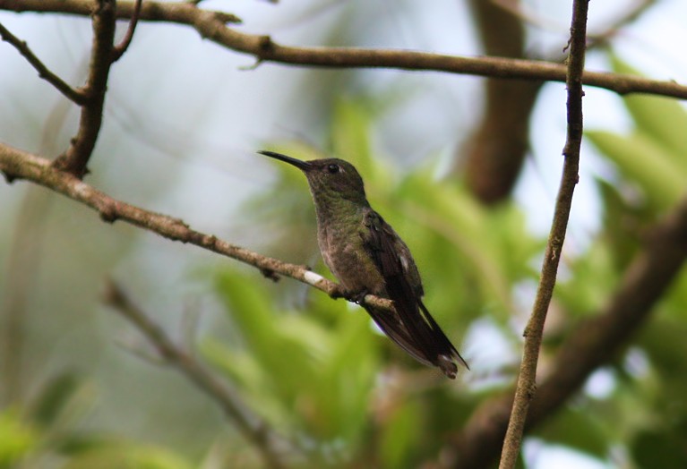Scaly-breasted Hummingbird (Robert's) - Amy McAndrews
