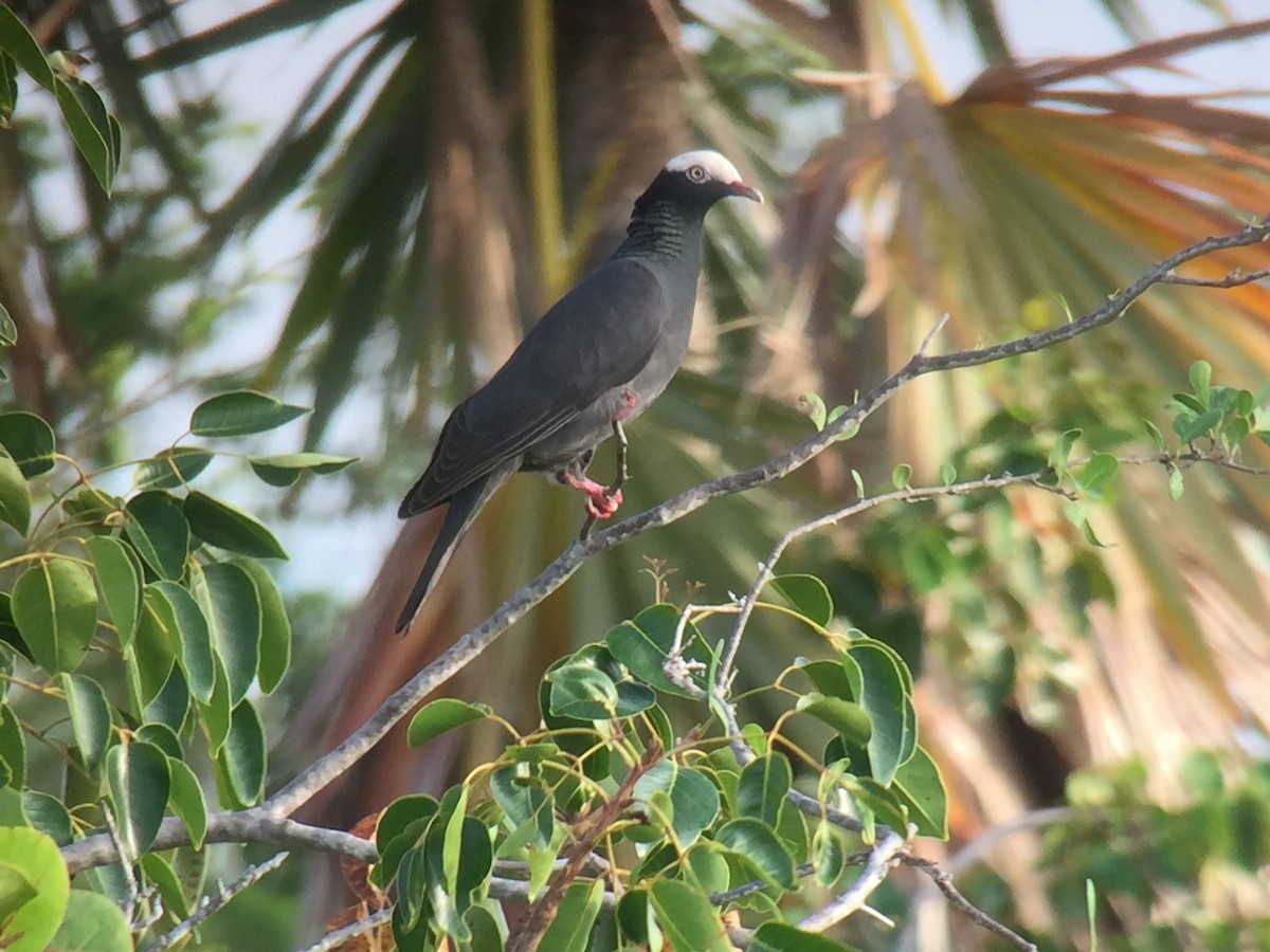 White-crowned Pigeon - Kenneth Rieker