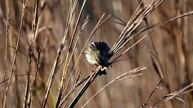 Savannah Sparrow (Savannah) - ML610555620