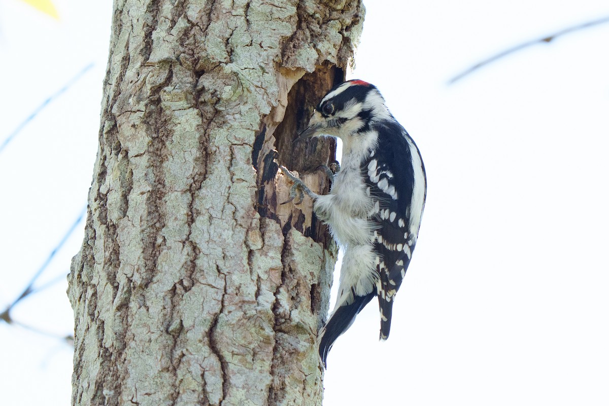 Downy Woodpecker - ML610555923
