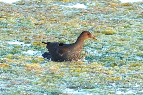 Common Gallinule - Karen Thompson