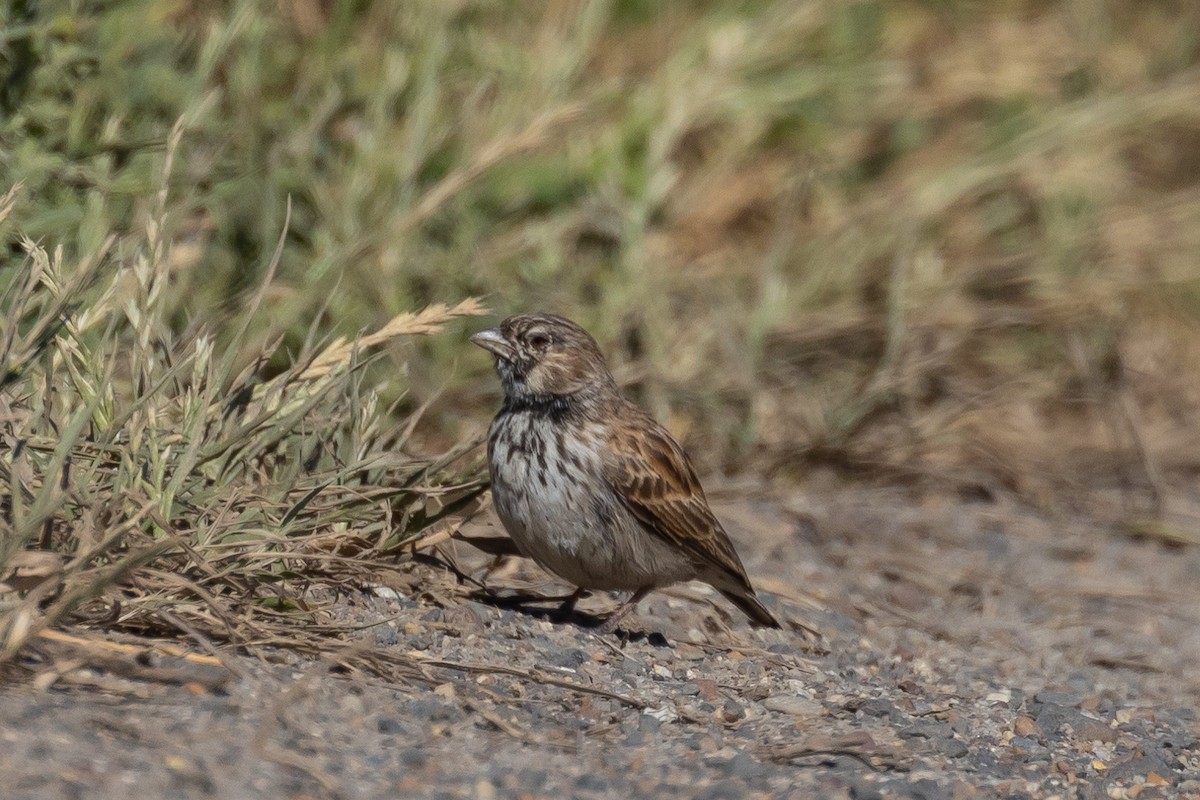 Black-eared Sparrow-Lark - Ian Rijsdijk