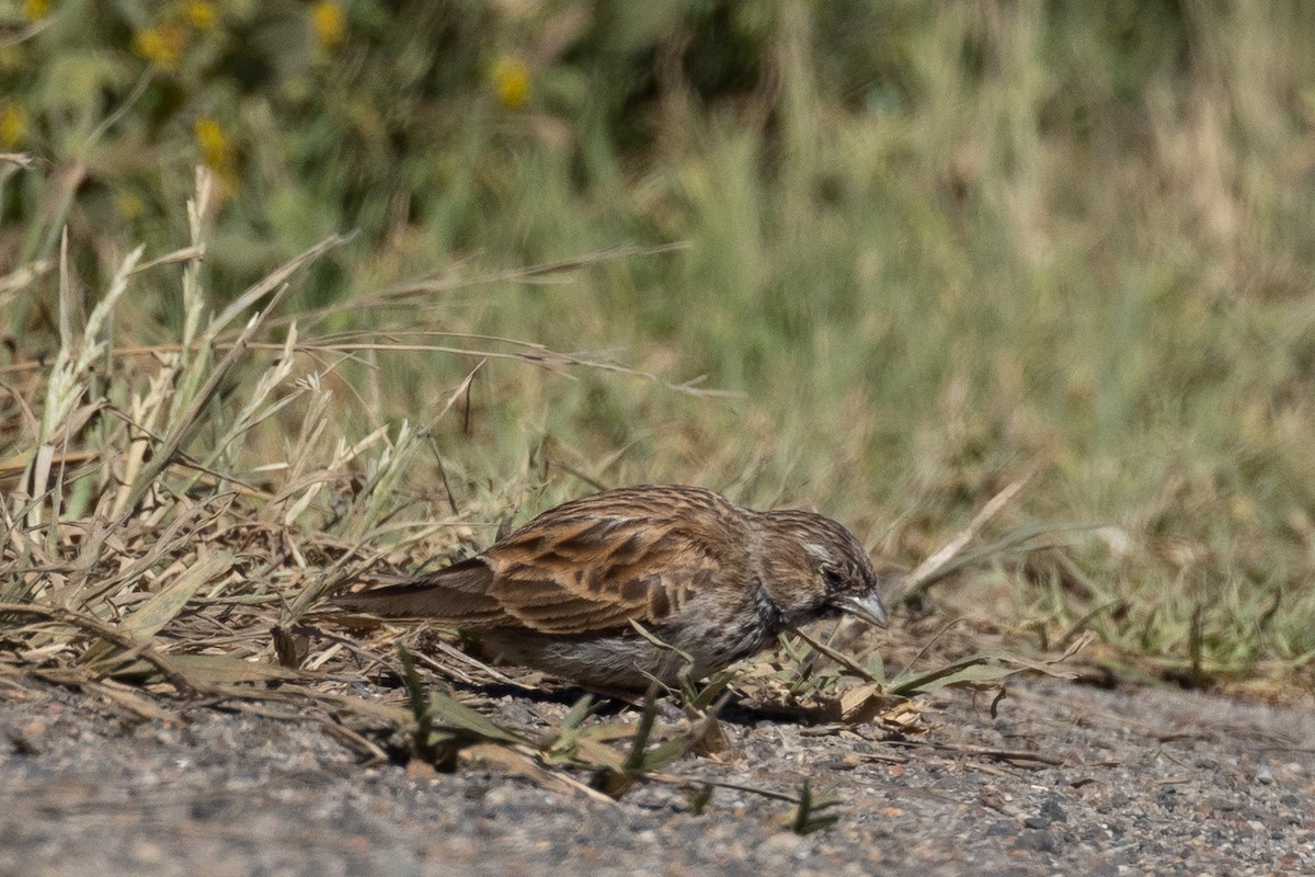Black-eared Sparrow-Lark - ML610556403