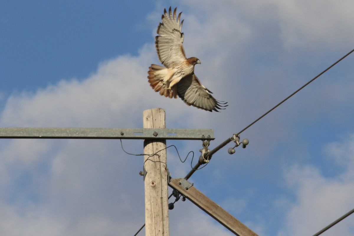 Red-tailed Hawk - ML610557348