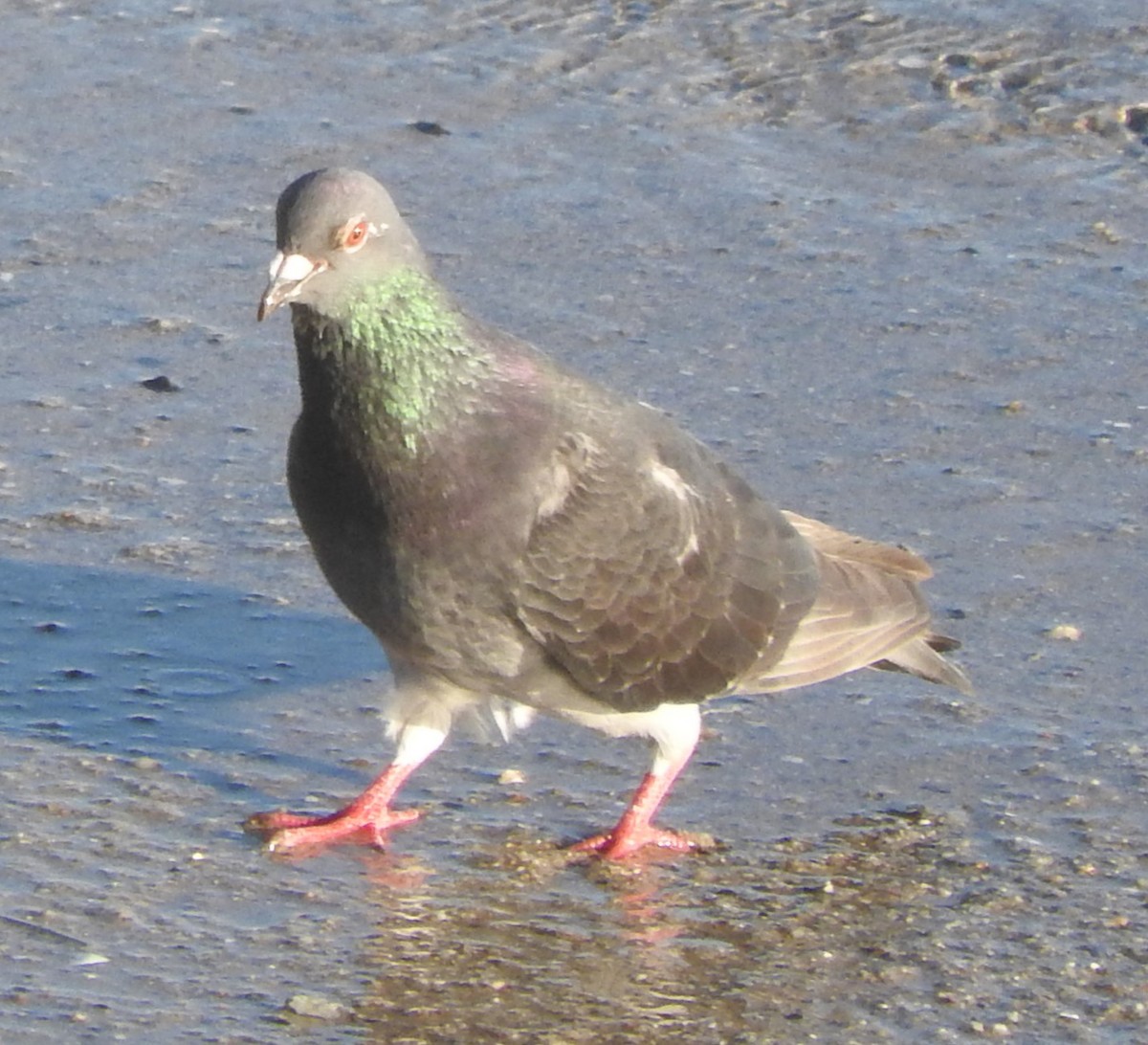 Rock Pigeon (Feral Pigeon) - ML610557390