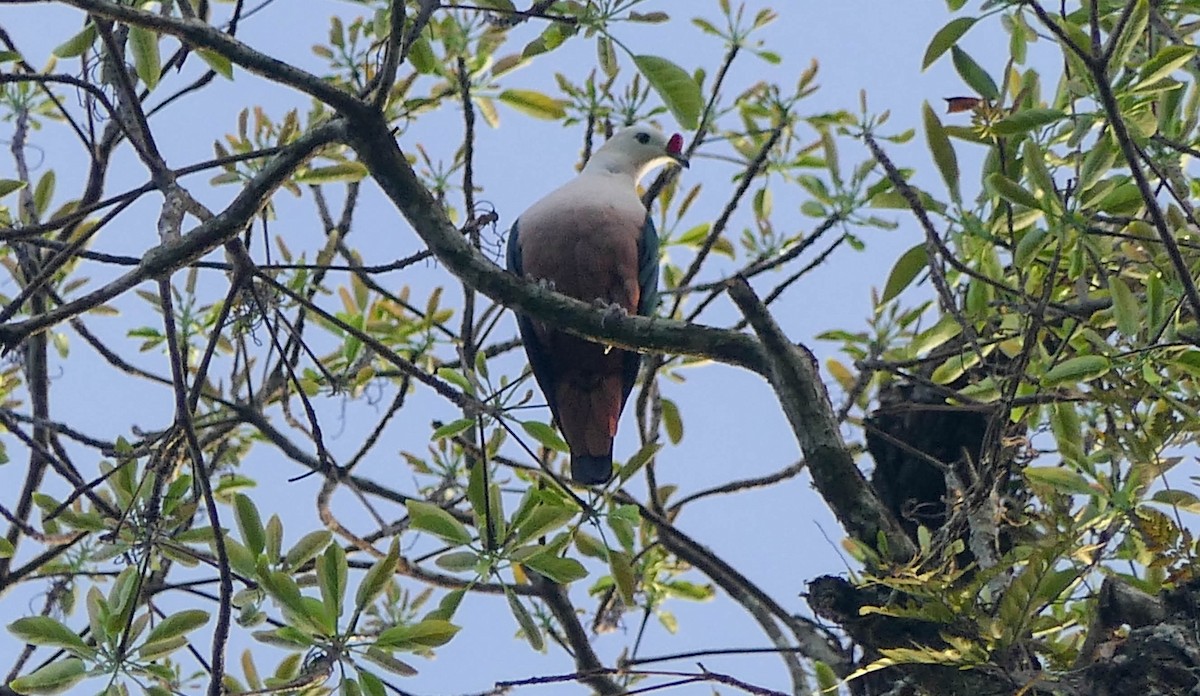 Red-knobbed Imperial-Pigeon - ML610557408