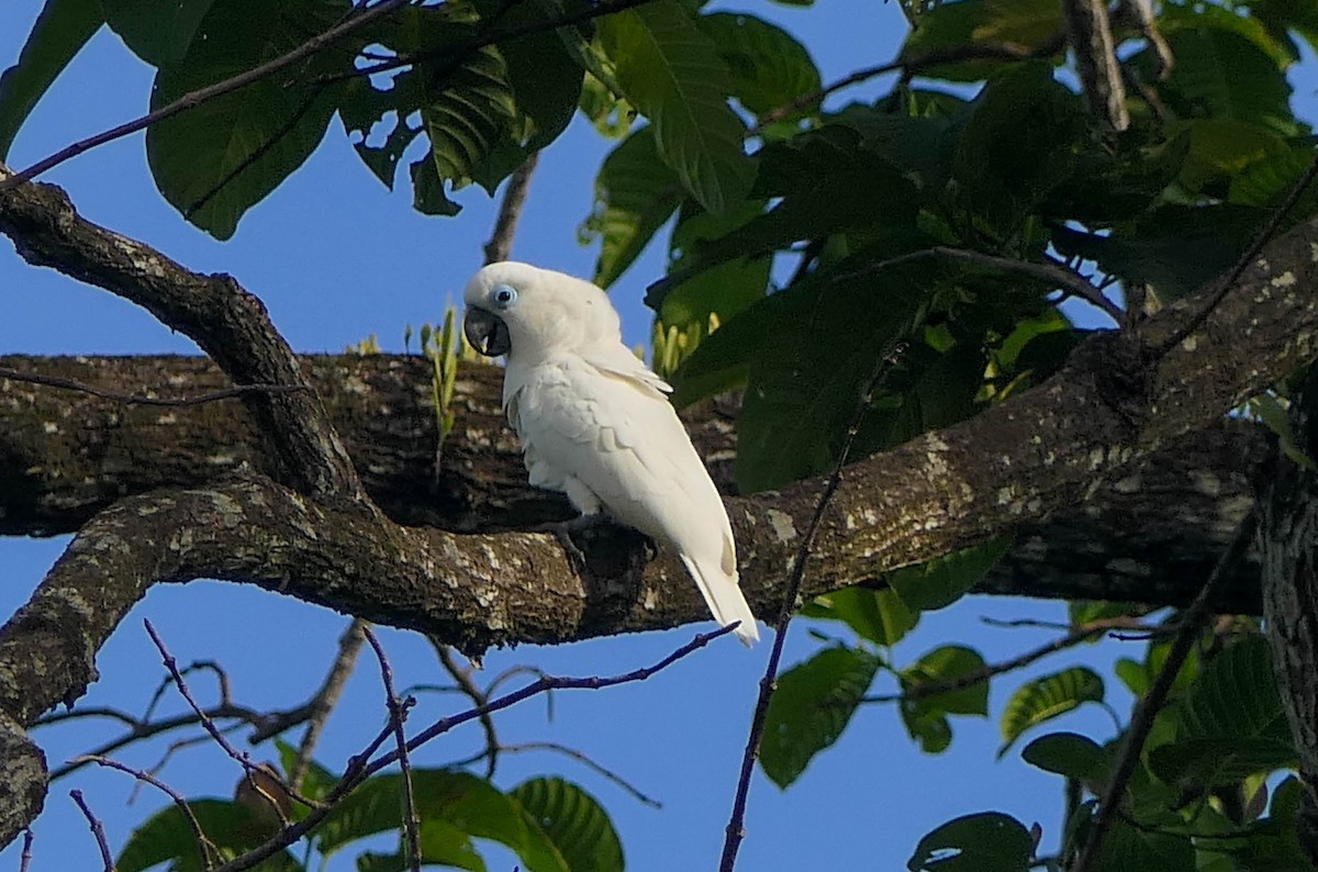 Blue-eyed Cockatoo - Randall Siebert