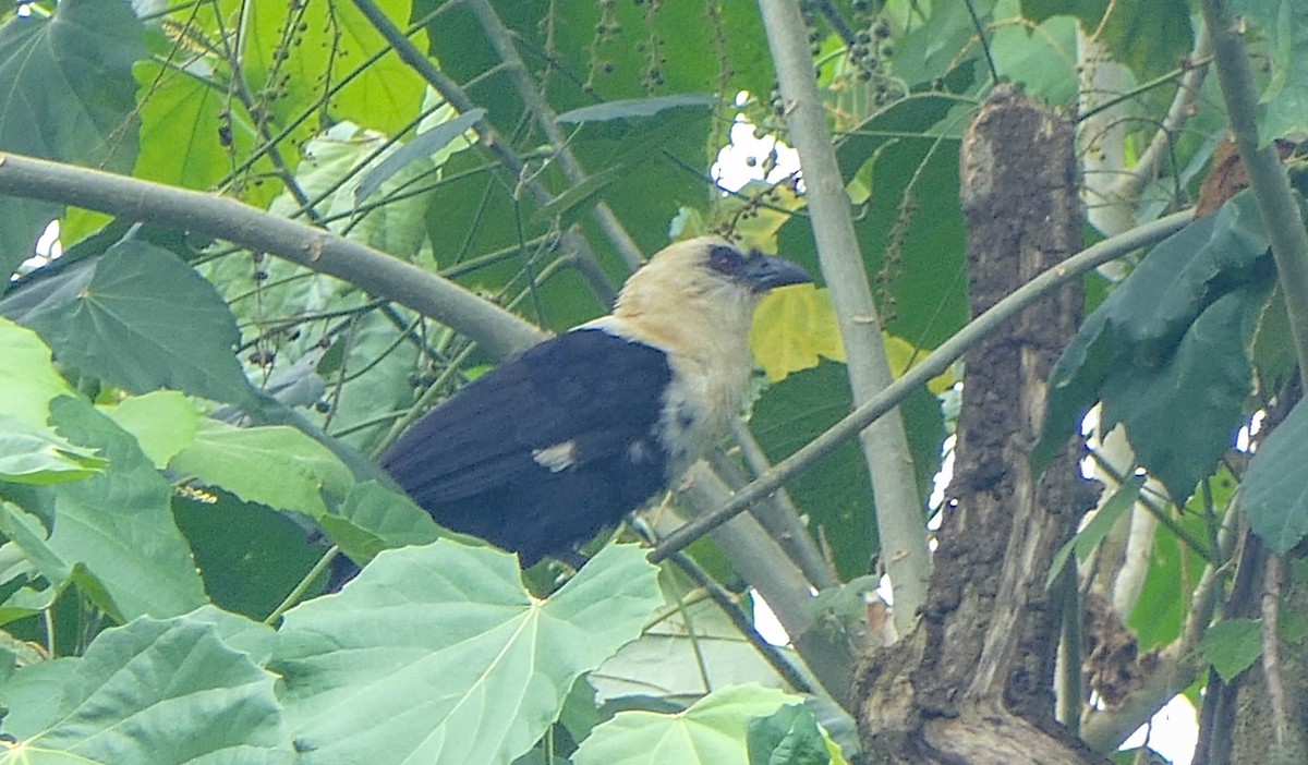 Pied Coucal - ML610557491
