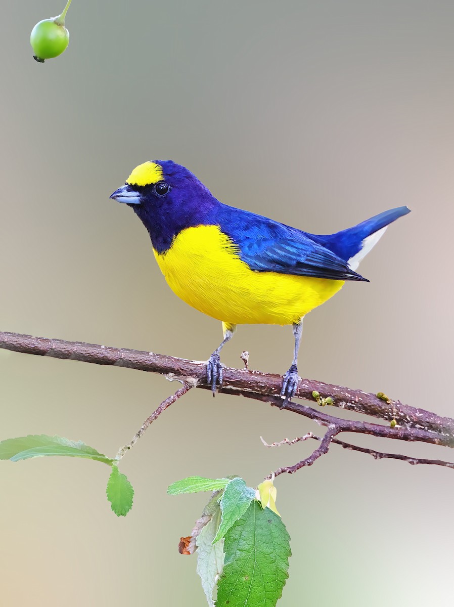 West Mexican Euphonia - Greg Homel