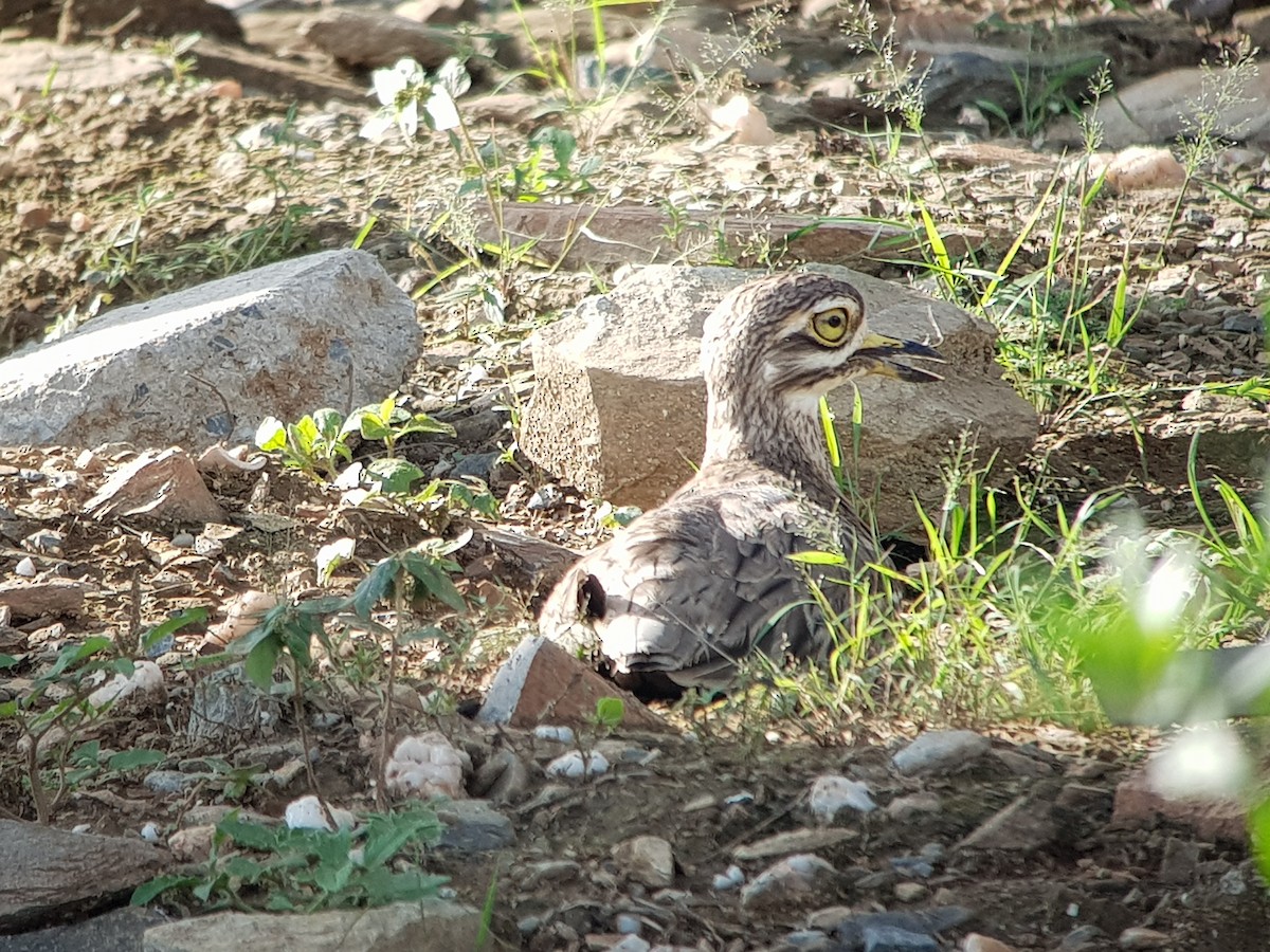 Indian Thick-knee - ML610558003